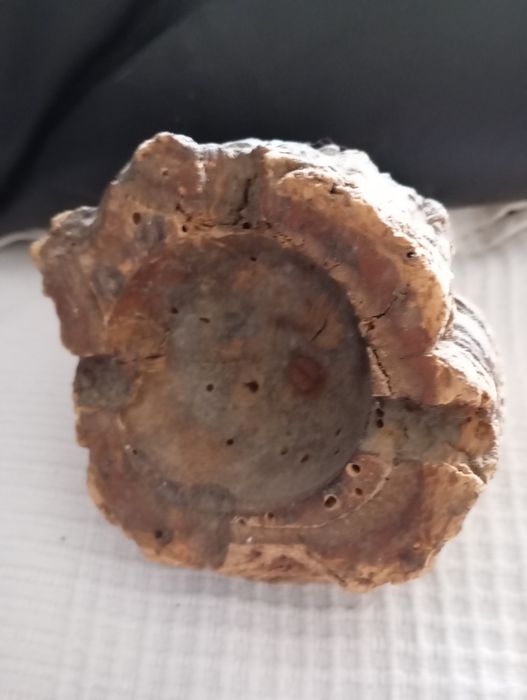 Cabeça de touro em ferro e cortiça