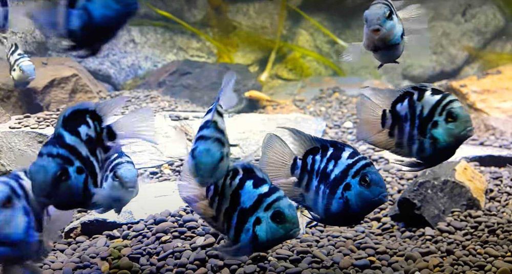 Pielęgnica papuzia odmiana BLUE TIGER - Cichlasoma parrot - dowozimy