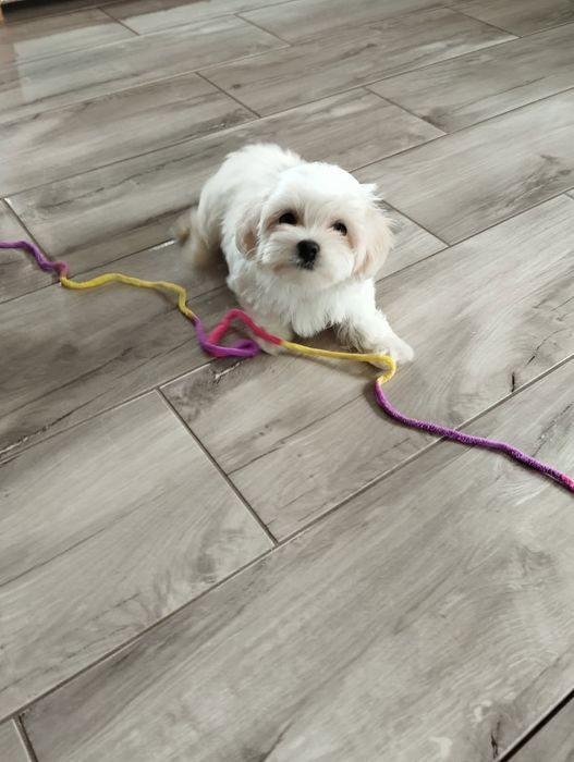 Szczeniak  samczyk  Maltipoo F1 z Rodowodem
