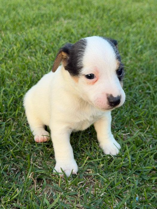 Jack Russel Terrier