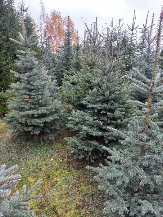 Choinki,  świerk pospolity i srebrny.