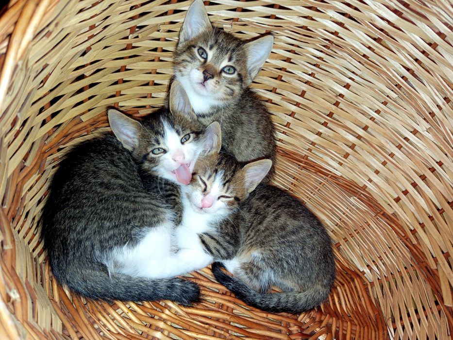 Кошенятко (лишився хлопчик), у "придане" корм)