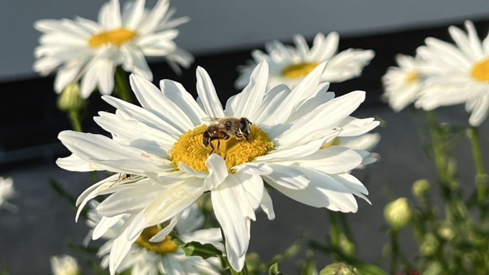 Ромашка сортова, велика.