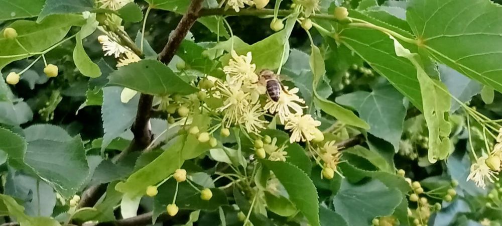 Miód akacjowy naturalny