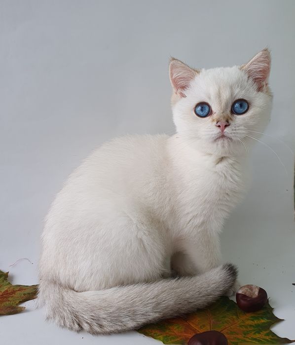 Котики, кошечки, котята. Если в доме нет котодеток тогда в нем скукота