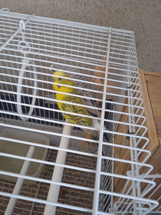 Casal de Piriquitos Australianos reprodutores
