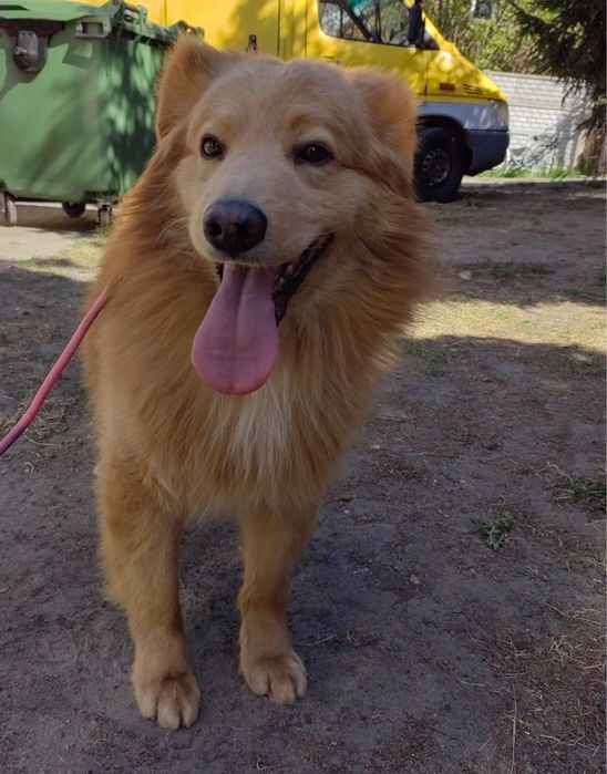 Piesek do adopcji MISIEK