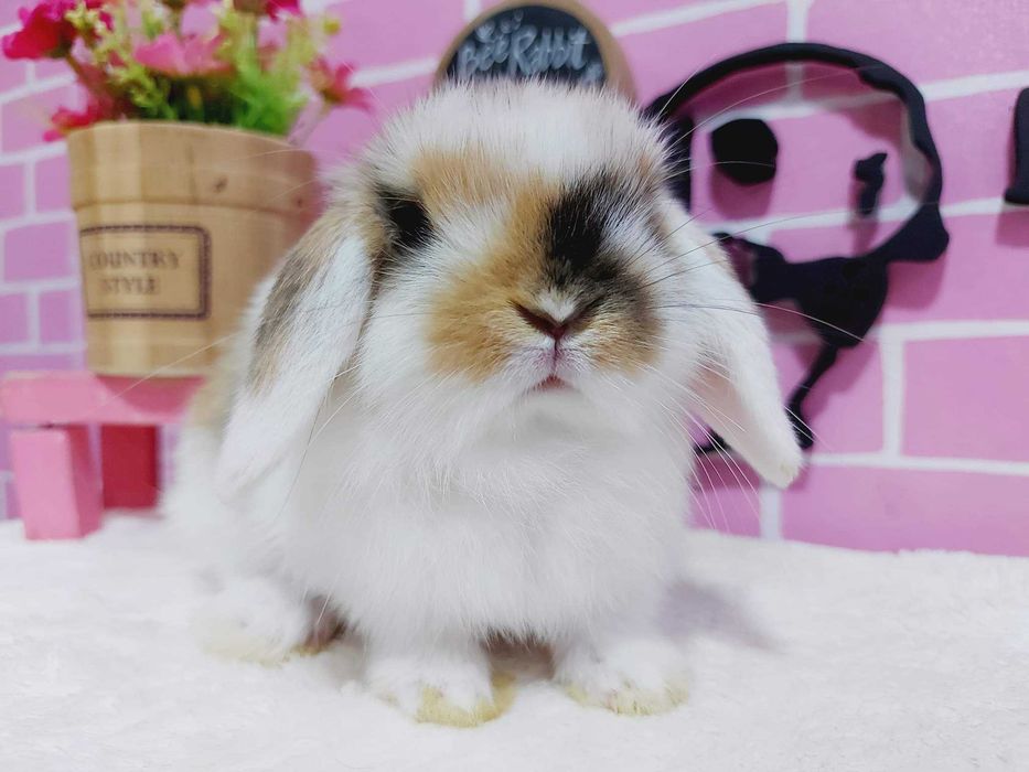 Coelhos anões orelhudos + gaiola nova + alimentação adequada