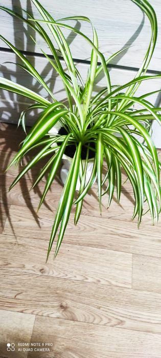 Хлорофитум пестрый и кудрявый