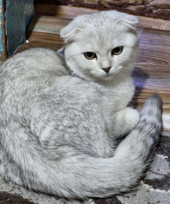 Шотландські дітлахи хлопчики і дівчуля