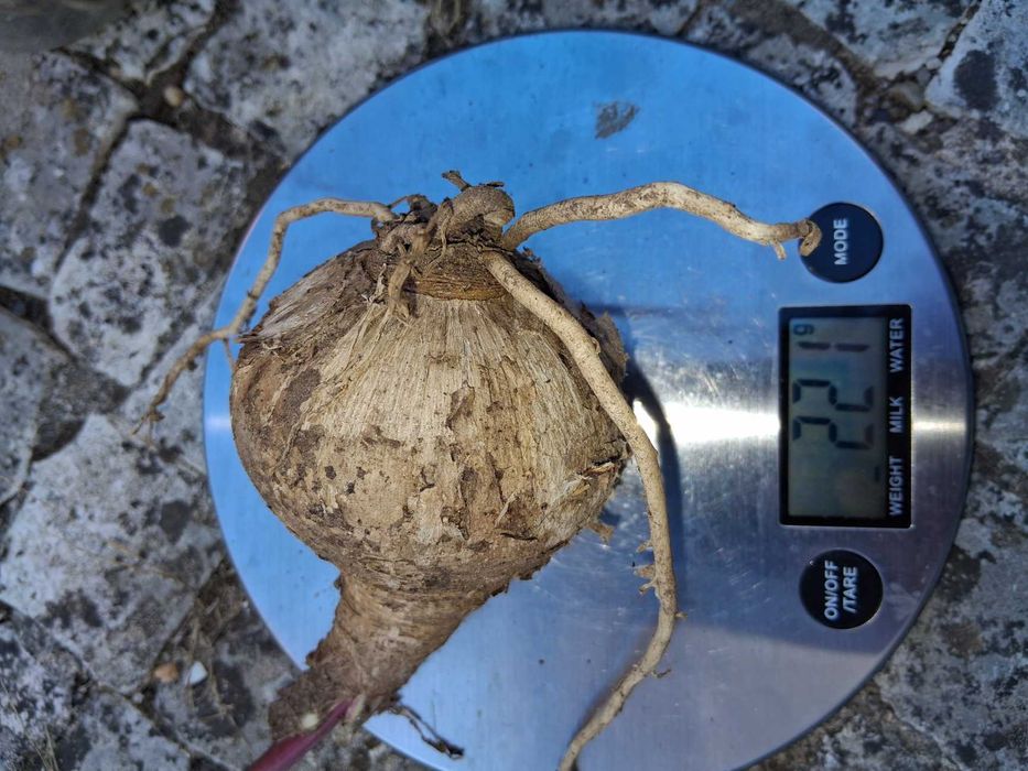 Bolbos Amaryllis Belladonna