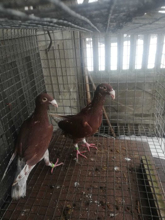 Gołębie rzeszowskie