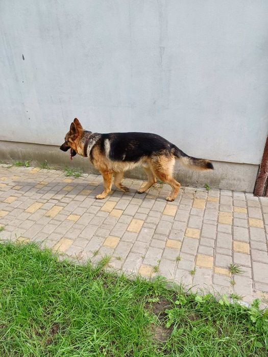 В'язка кобель німецька вівчарка