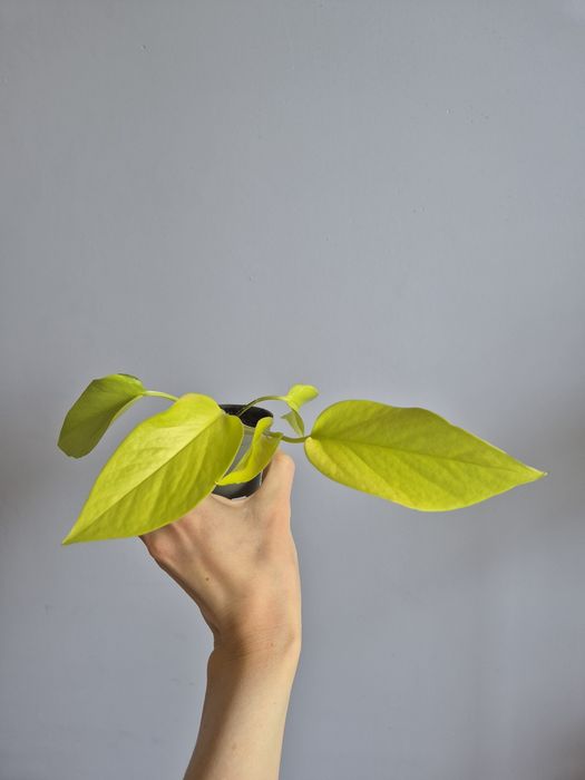 Epipremnum  Neon
