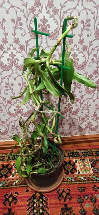 Золотий вус 3-х річний на лікування