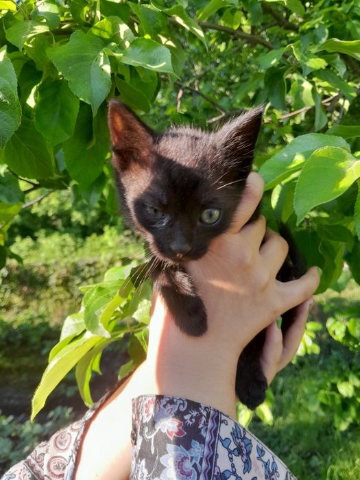 3 кошенятко у добрі руки