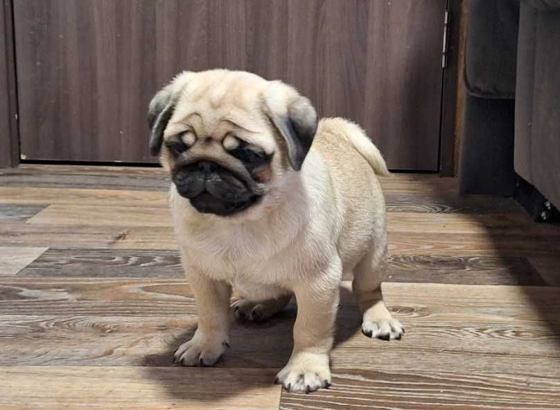 Щенки мопса. В Днепре 2 месяца