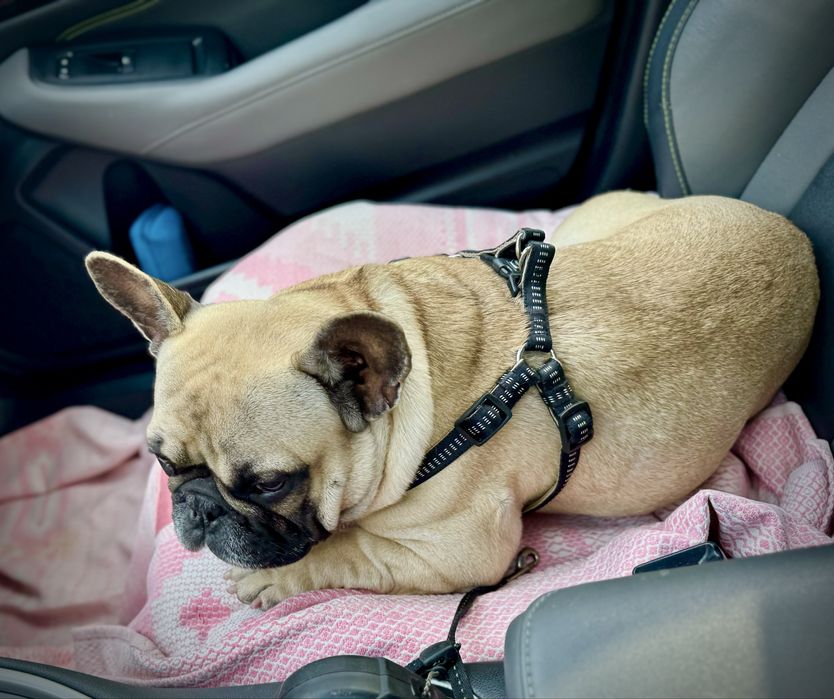 французький бульдог