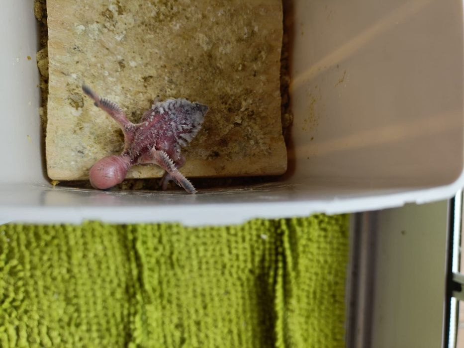 Piriquito criar a mão