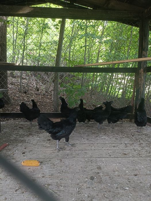 Para ayam Cemani