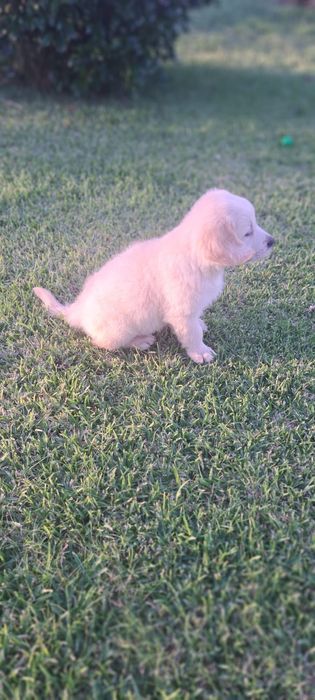 Golden retriever