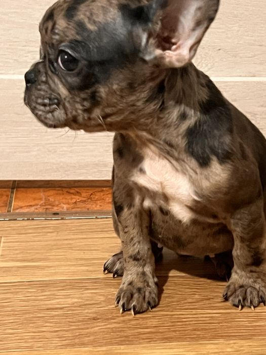 Французькі бульдоги