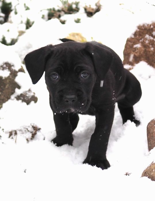 Cane Corso Italiano (ZKwP/FCI) - SUCZKA