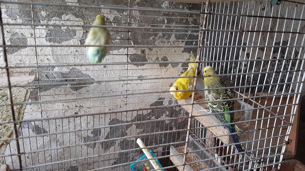 Periquitos para oferta