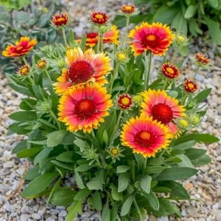 Гайлардія низькоросла,насіння