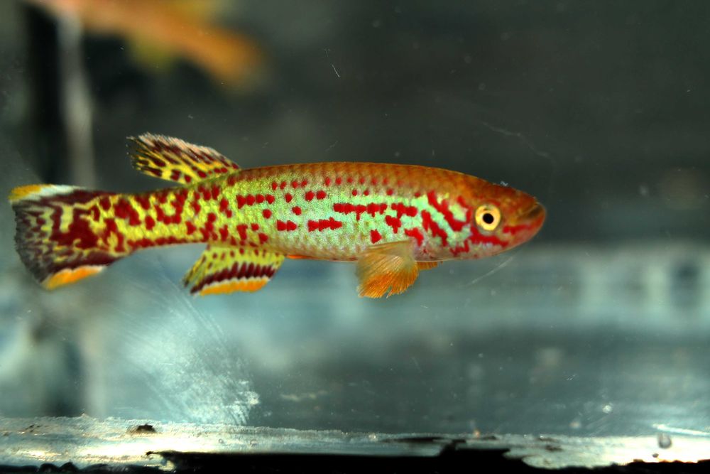 Рибки кіллі Fundulopanchax scheeli killifish