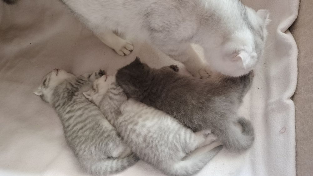 Кошенята шотландська вісловуха і прямовуха