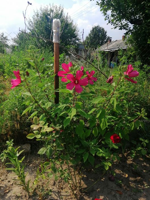 Семена Гибискуса Ярко-Малинового цвета.