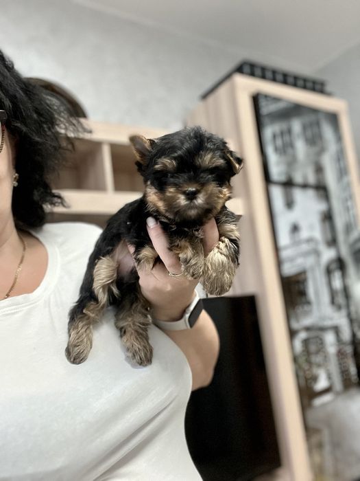 Йорки!  мальчики! Девочки! Мини!