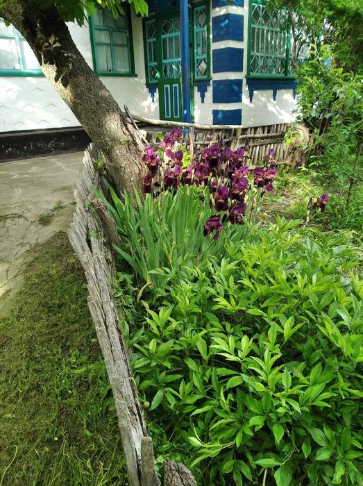 Хата в селі Небелівка