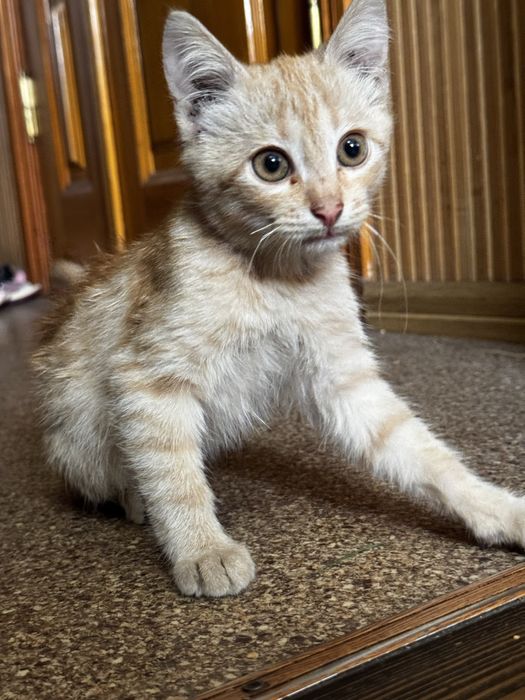 Котик в добрі руки