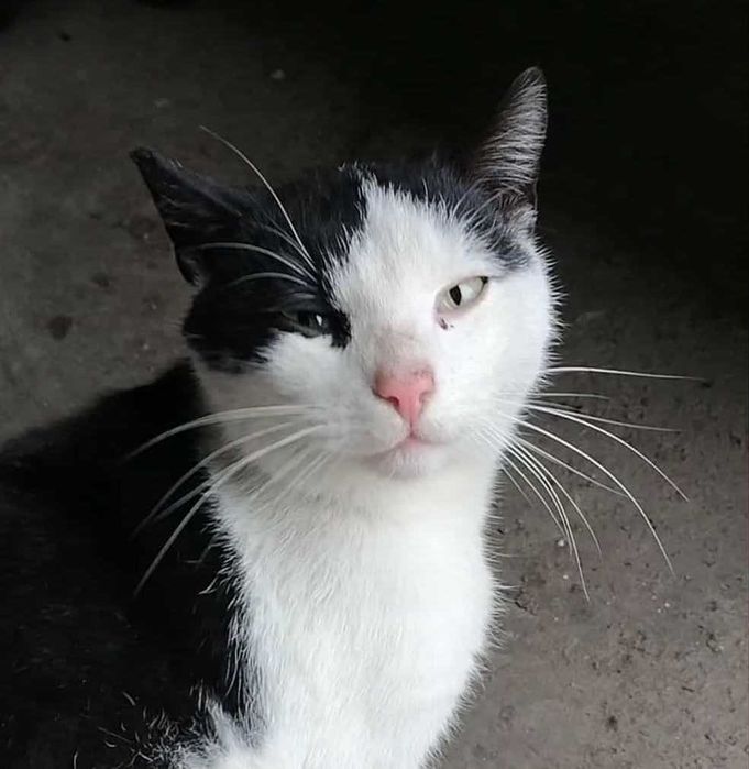 biedny miziaty kocurek nie chce wracac na ulice