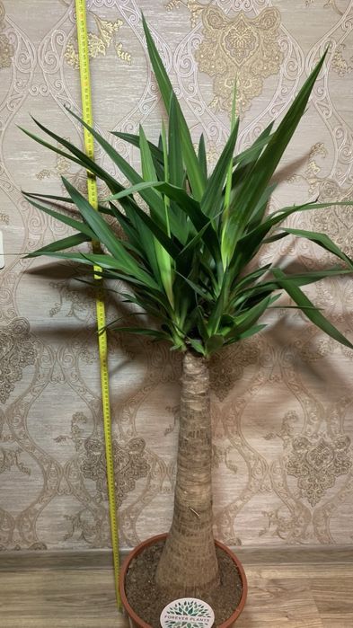 Юкка Мая  Yucca rostrata ‘Maya