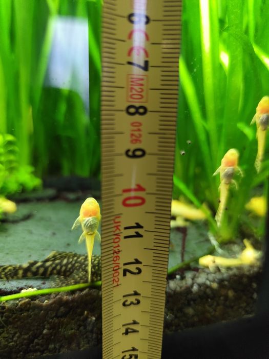 Zbrojniki niebieskie czarne i albinosy