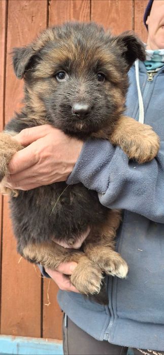 Owcxarek niemiecki długowłosy  szczenie rezerwacja