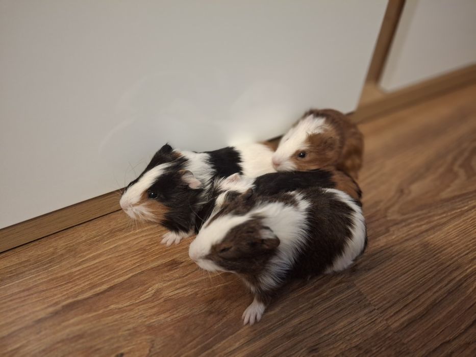 Świnki  morskie sprzedam