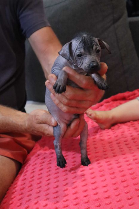 Nagi pies meksykański miniaturowy Xolo FCI ZKwP