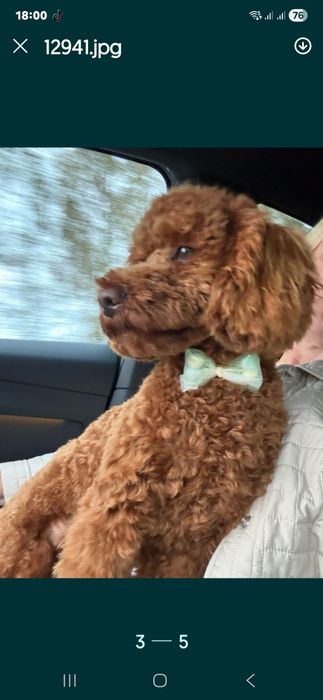 Cavapoo.Samiec F.1.Badania genetyczne.Do odbioru.