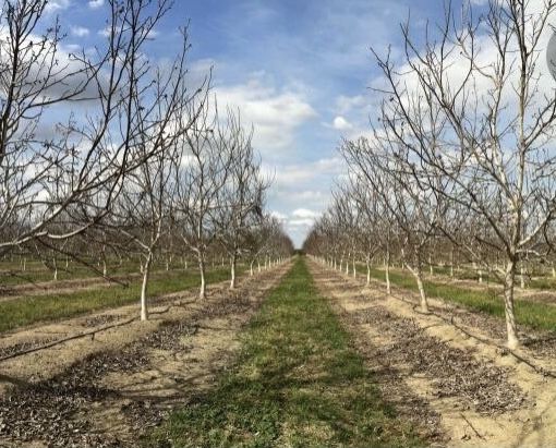 Продам Саженцы  ореха ПЕКАН Привитые и черенки Голандия