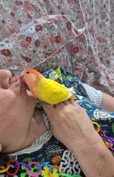 Agaporni Domesticado