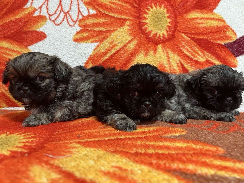 Пекінес під ялинку