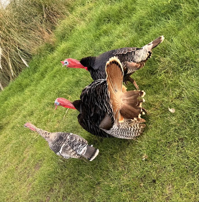 Perus 2 machos adultos