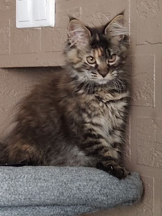 Dziewczynka Maine Coon