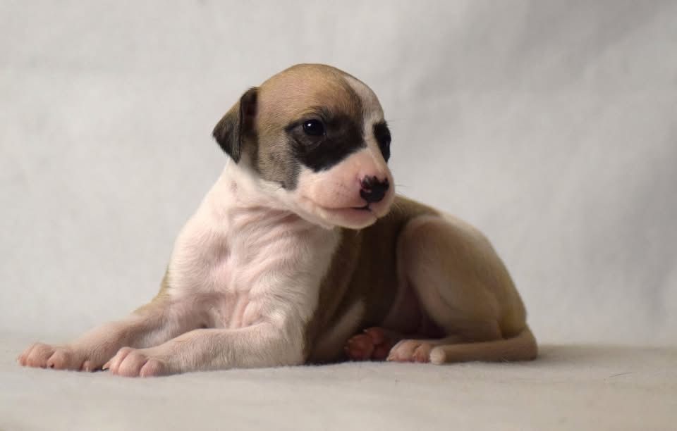 Whippet Chart Angielski ZKwP/FCI