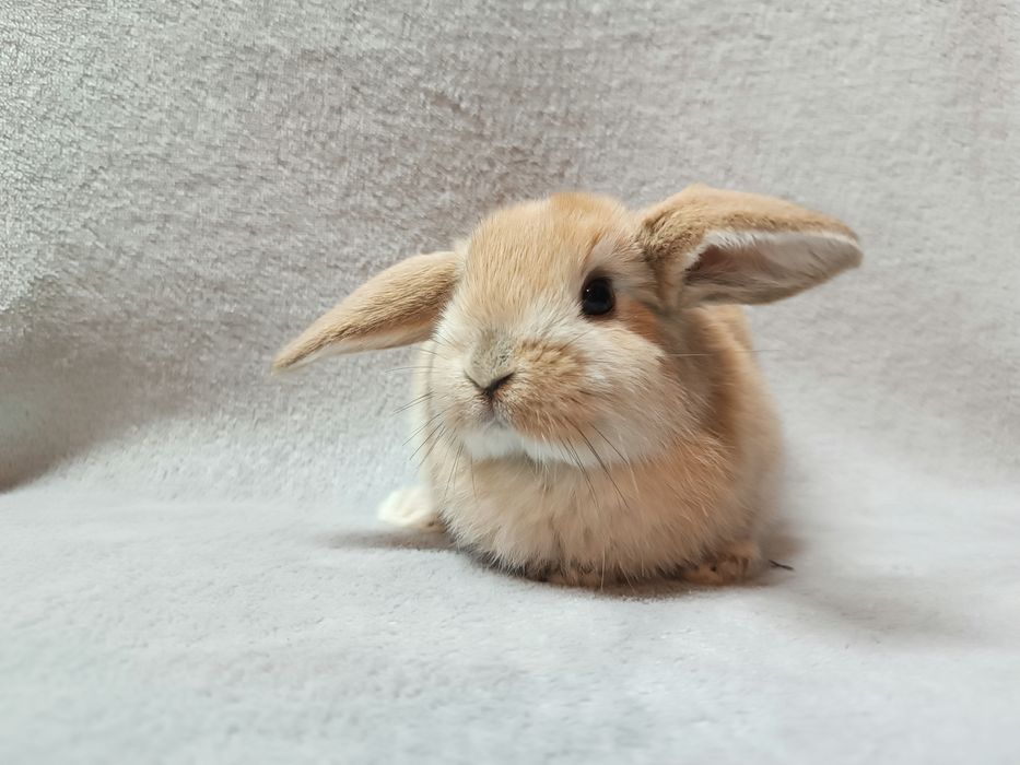 Królik karzełek baranek minilop króliki karzełki baranki CENA CAŁKOWIT