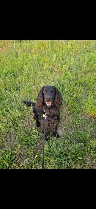 Zaginął pies‼️‼️‼️